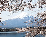 Whisky japonés