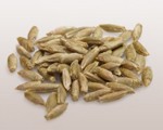 Whisky escocés de grano único