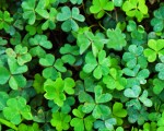 Whiskey irlandés de malta única